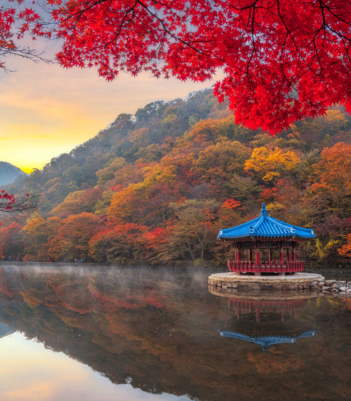 Autumn Maple in Naejangsan national park, South korea