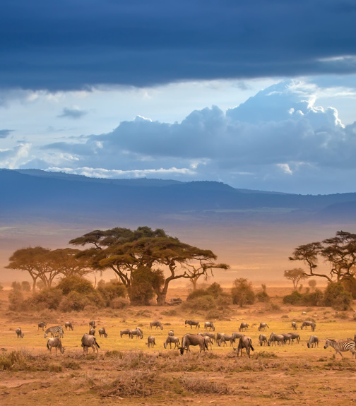 African Savannah. The foot of Mount Kilimanjaro. African animals.