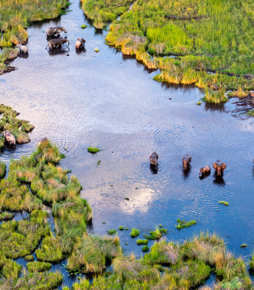 Aerial view to wild nature of Delta Okavango in Botswana.